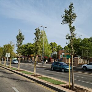 El Plan de Plantaciones de Toledo contempla 1.900 árboles y 12.000 arbustos nuevos con una inversión de un millón de euros