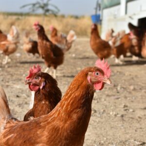 Las aves de corral de Castilla-La Mancha se confinan para prevenir el virus de la gripe aviar