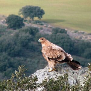 La provincia de Toledo, tierra del águila imperial ibérica