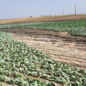 ASAJA Toledo hace balance de 2023, un año marcado por la sequía y la DANA