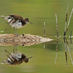 Esparvel celebra 40 años de compromiso ambiental con cine y conferencias en el Centro Cultural San Clemente