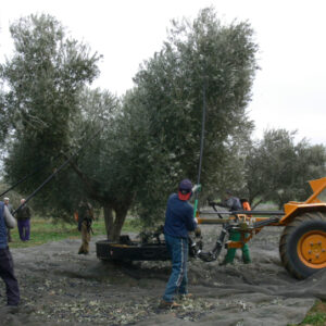 La campaña de la aceituna en Toledo será la de mayor producción de los últimos seis años