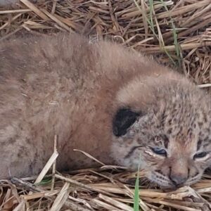 Un ganadero de Toledo encontró una camada con tres cachorros de lince en un pajar
