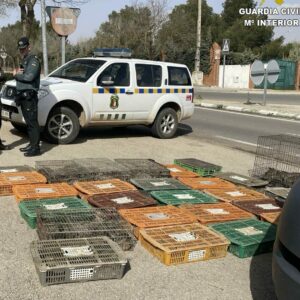 La Guardia Civil recupera más de 300 conejos vivos capturados ilegalmente para repoblar un coto de caza