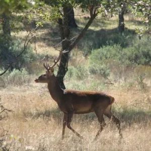 Investigan a dos personas en Talavera de la Reina por cazar furtivamente 13 corzos en Soria