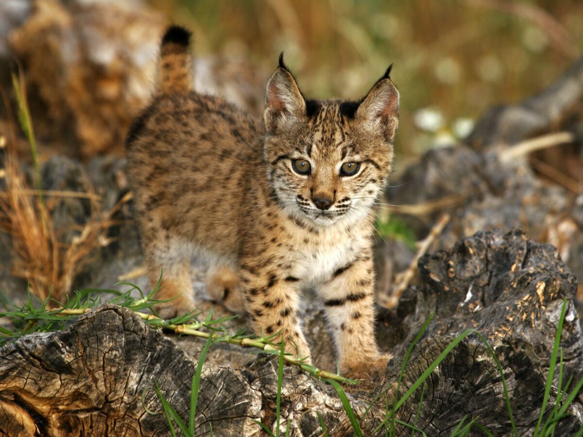 Los Montes de Toledo acogen casi al 20% de los linces que hay en la Península