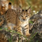 Lince