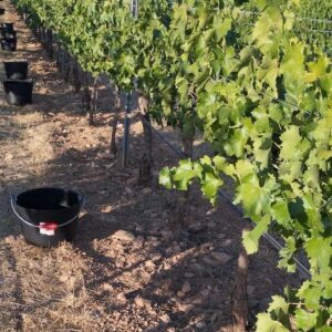 El reto de mantener la calidad del vino frente al cambio climático con variedades alternativas a la uva tempranillo