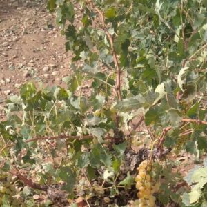 Los campos de la Mancha toledana y los Montes de Toledo, entre los más afectados por las fuertes lluvias