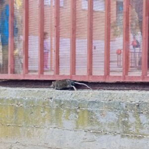 El PSOE exige "medidas urgentes" para frenar "la plaga de ratas" en Toledo