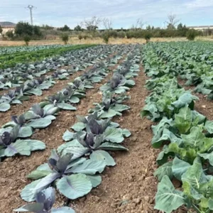 Ovejas entre frutales y un huerto que regresa a los orígenes, el modelo agrícola de Finca Hualdo en El Carpio de Tajo