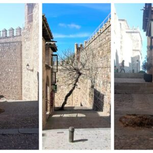 El PSOE denuncia la tala de la higuera "histórica" del entorno de Bisagra "sin explicaciones"