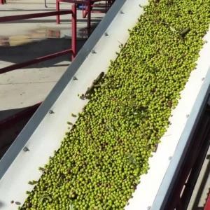 La campaña de aceite de oliva cerró 2024 con un 34% más de producción que el año anterior en la región