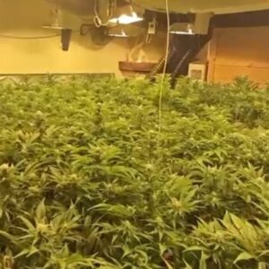 Desmantelan un cultivo de más de 2.000 plantas de marihuana en Burguillos de Toledo