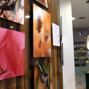 Una exposición fotográfica en Los Yébenes abre una ventana al mundo microscópico de la naturaleza toledana