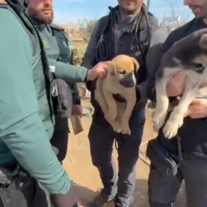 Rescatan a más de quince de perros encerrados en pésimas condiciones en una parcela de Quintanar