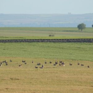 Ecologistas en Acción rechaza el proyecto de Alta Velocidad Madrid-Oropesa por su insostenibilidad ambiental y social