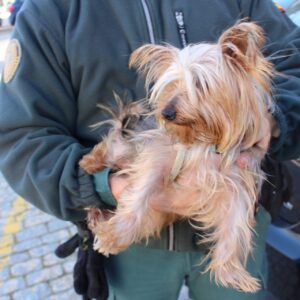 Investigan a dos personas en Toledo por maltrato animal que vendieron un Yorshire Terrier a una mujer de Segovia