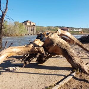 GALERÍA | Las secuelas de la crecida del río Tajo a su paso por la senda ecológica