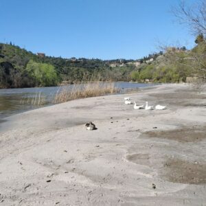 Aprueban las obras de la ribera del Tajo en el Casco Histórico que se paralizaron por la aparición de la playa