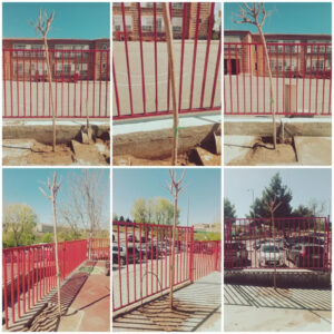 La AMPA del CEIP Ángel del Alcázar agradece al Gobierno local "la rapidez" para dar respuesta a sus demandas