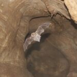 Miniopterus_schreibersii