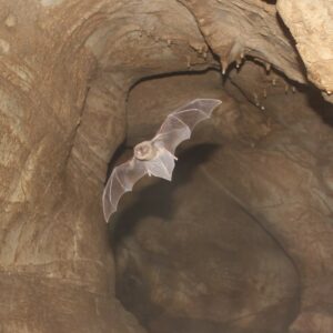 Esparvel reivindica el valor ecológico de los murciélagos: "Son aliados invisibles que trabajan cada noche por nosotros"