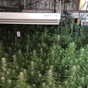 Desmantelan dos cultivos 'indoor' en Talavera con casi mil plantas de marihuana