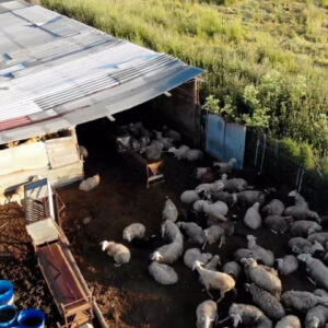 Una red de mataderos clandestinos en Toledo vendía carne sin control a restaurantes y a domicilio