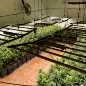 Dos detenidos en Lillo tras desmantelar una nave con 1.450 plantas de marihuana