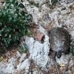 galapago entre toallitas