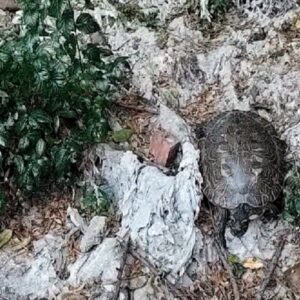 Los galápagos de Florida que no tendrían que estar en el Tajo: "Hace que la biodiversidad se vea bastante afectada"