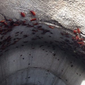 El PSOE denuncia que con el presupuesto para prevenir plagas solo se atenderán "el 42% de las incidencias" en Toledo