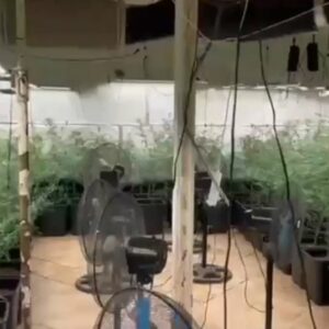 Dos detenidos en un pueblo de Toledo por un cultivo 'indoor' de más de 300 plantas de marihuana