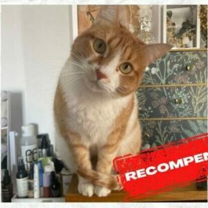 ALTAVOZ VECINAL | Buscan a Chuchi en el Casco Histórico