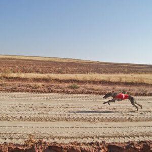 Gálvez cancela el sorteo de un cachorro durante la celebración de una carrera de galgos