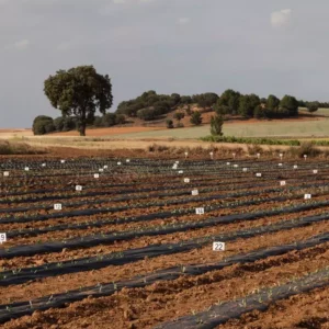 El guayule agarra en Santa Cruz de la Zarza: "Es una alternativa agronómica para los campos de nuestra zona"