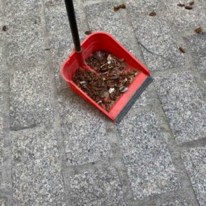 El PSOE alerta de la "plaga" de cucarachas y ratas en Toledo y acusan al alcalde recortar 43.000 euros en su control