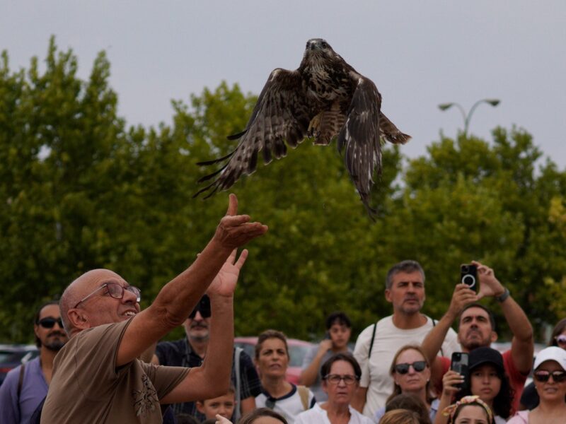 Aves rapaces recuperadas en Sevilleja de la Jara levantan el vuelo en la Peraleda 