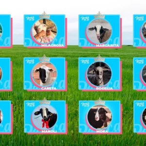 Milagrosa y Pelusa, las ovejas toledanas entre las doce finalistas para ser la más 'bonica' de Castilla-La Mancha