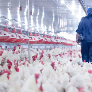 El Colegio de Veterinarios de Toledo recuerda que "la gripe aviar solo afecta a las aves": "No hay ningún contagio en humanos"