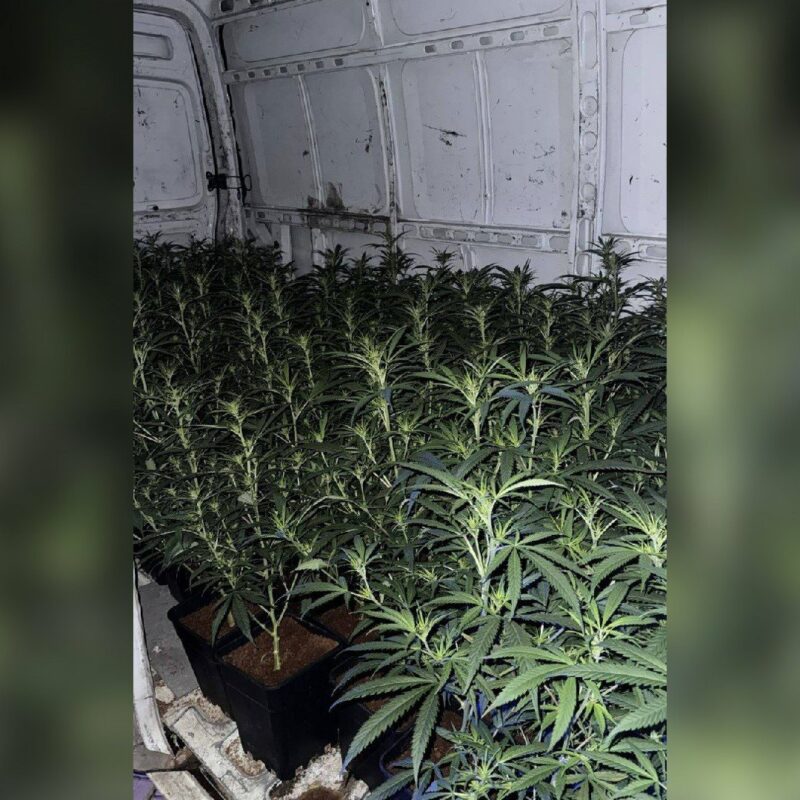 La Guardia Civil de Escalona detiene a dos personas que llevaban 124 plantas de marihuana en una furgoneta