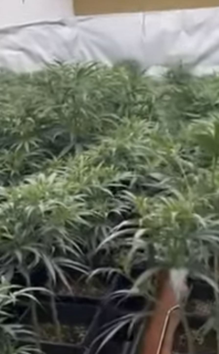 Detenidas 38 personas de una red de tráfico que envió más de cinco toneladas de droga en paquetes