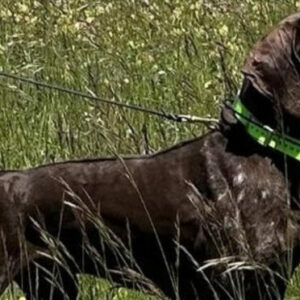 Secuestran en Fuensalida a un braco campeón de un concurso de perros mientras se preparaba para el Mundial