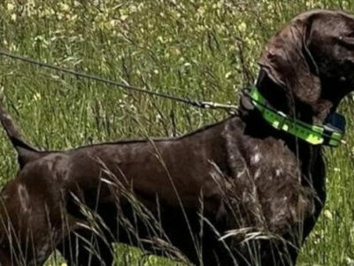 Secuestran en Fuensalida a un braco campeón de un concurso de perros mientras se preparaba para el Mundial